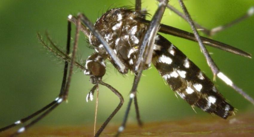 Dengue cases on the rise in several areas